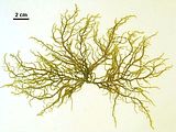 Liebmannia leveillei1